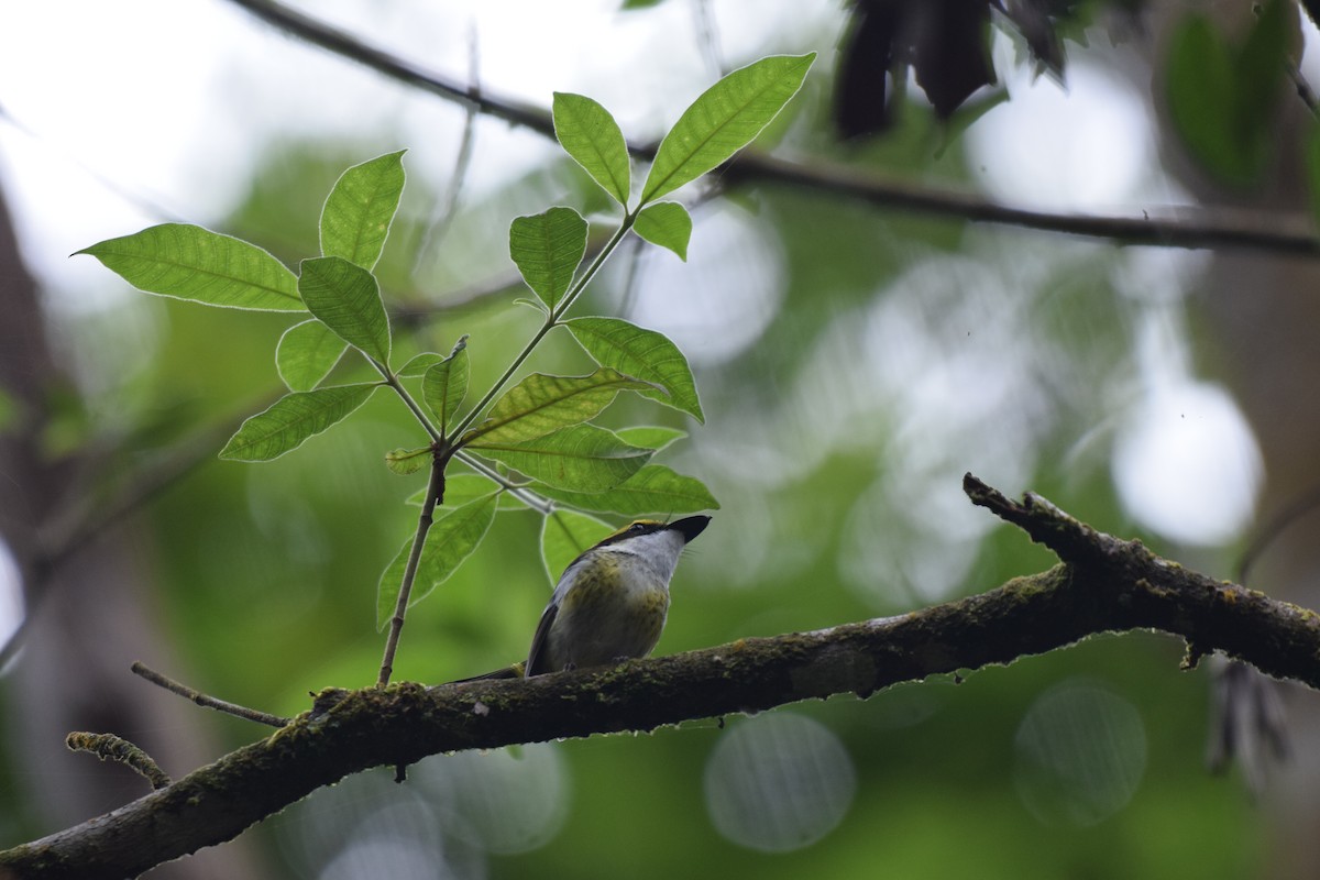 Yellow-breasted Boatbill - ML620066462