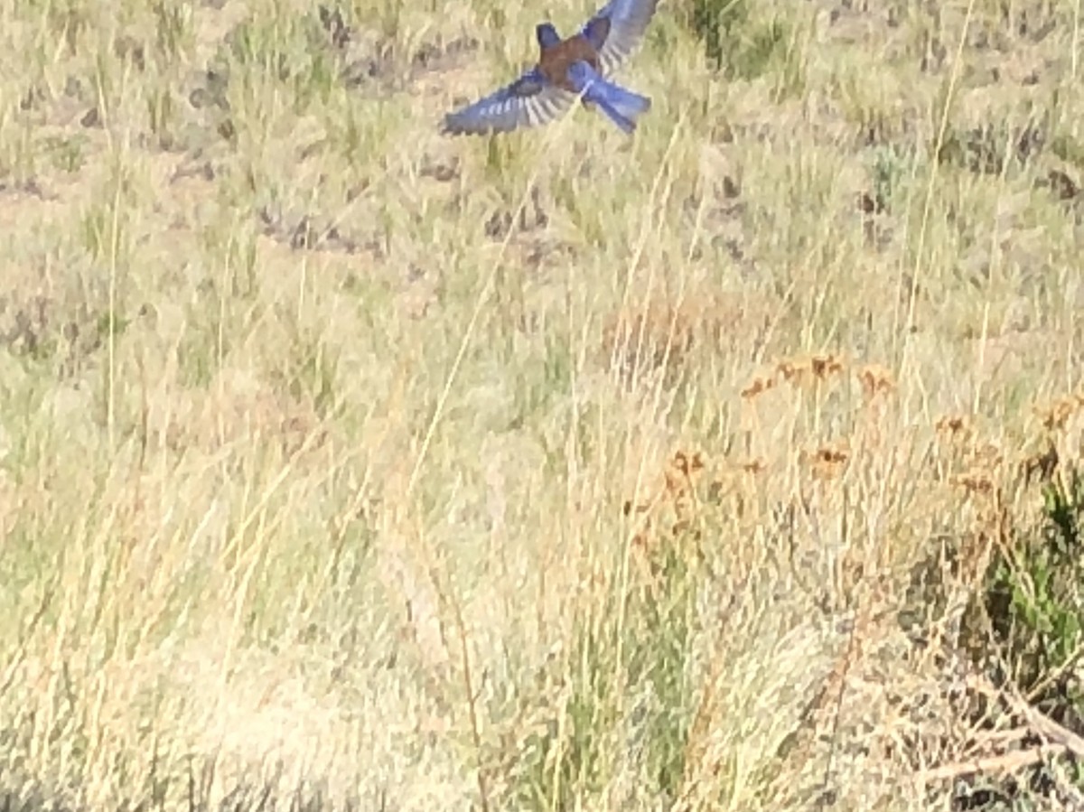 Western Bluebird - ML620066463
