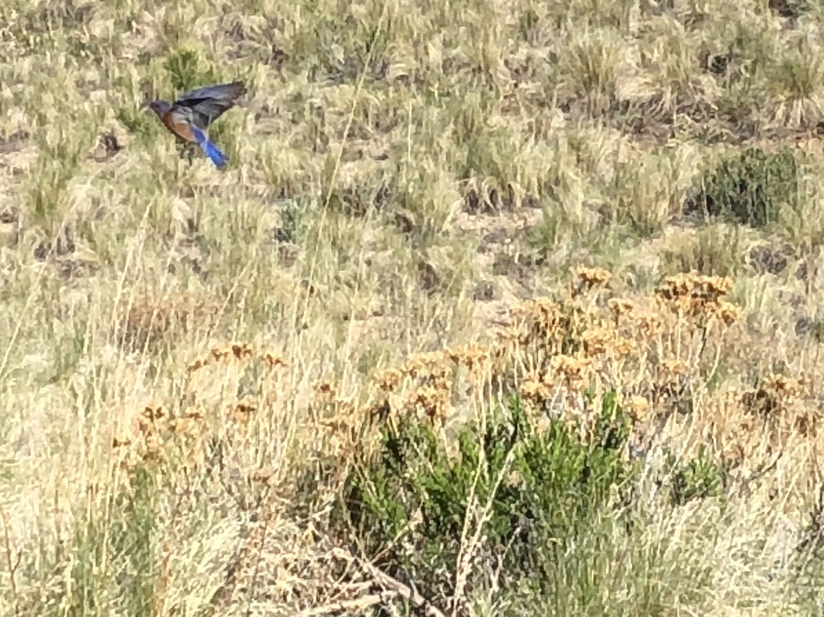 Western Bluebird - ML620066475