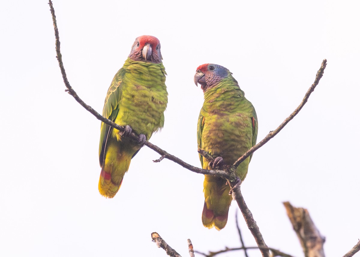 Red-tailed Parrot - ML620066481