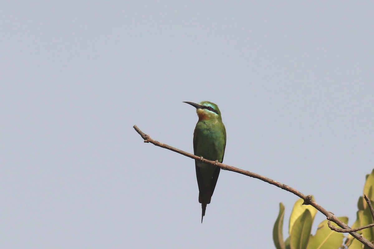 Blue-cheeked Bee-eater - ML620066491