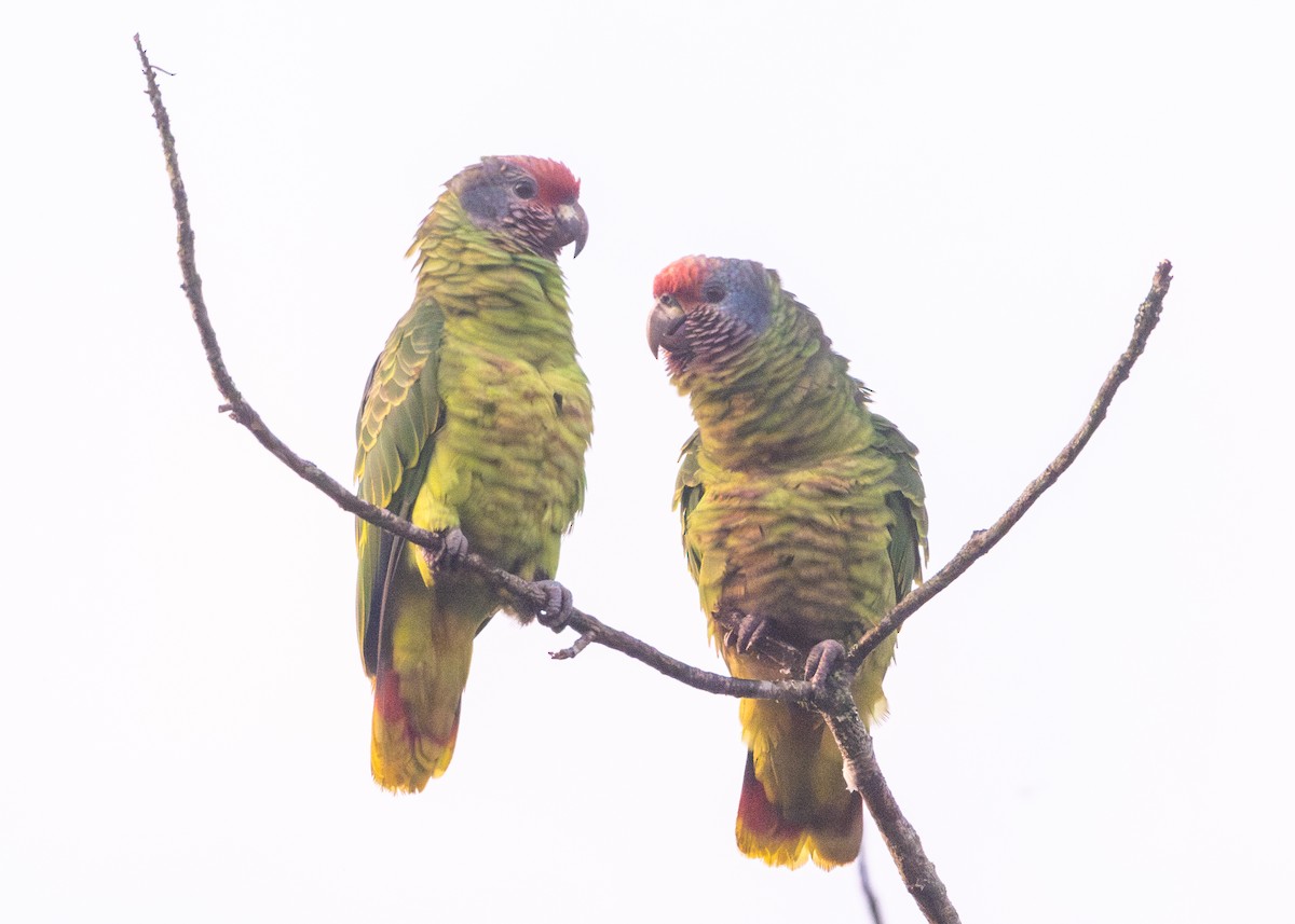 Red-tailed Parrot - ML620066502