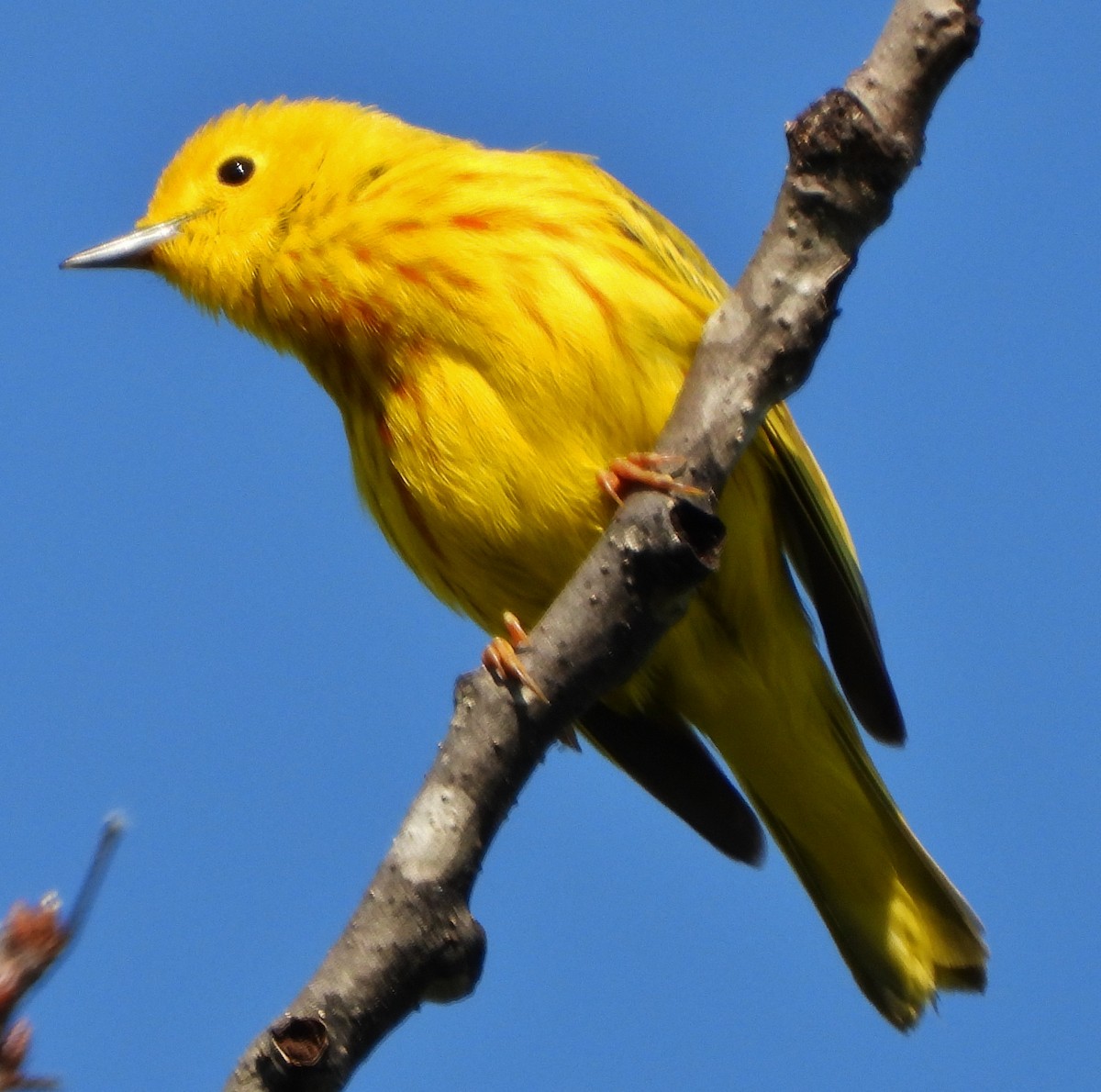 Yellow Warbler - ML620066510