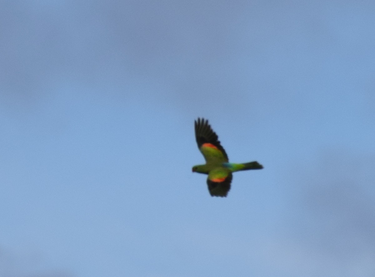 Red-winged Parrot - ML620066535