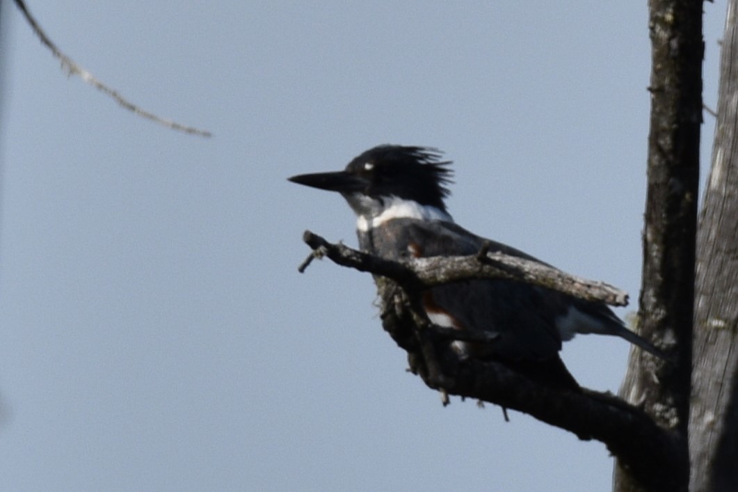 Belted Kingfisher - ML620066556