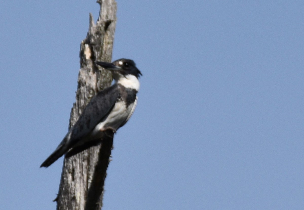 Belted Kingfisher - ML620066557