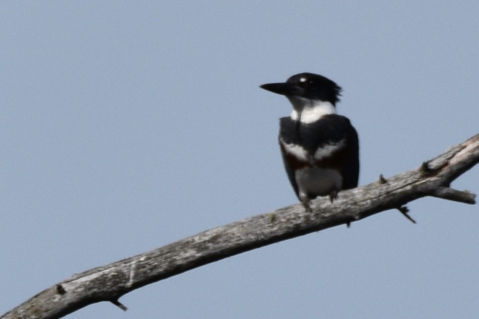 Belted Kingfisher - ML620066558
