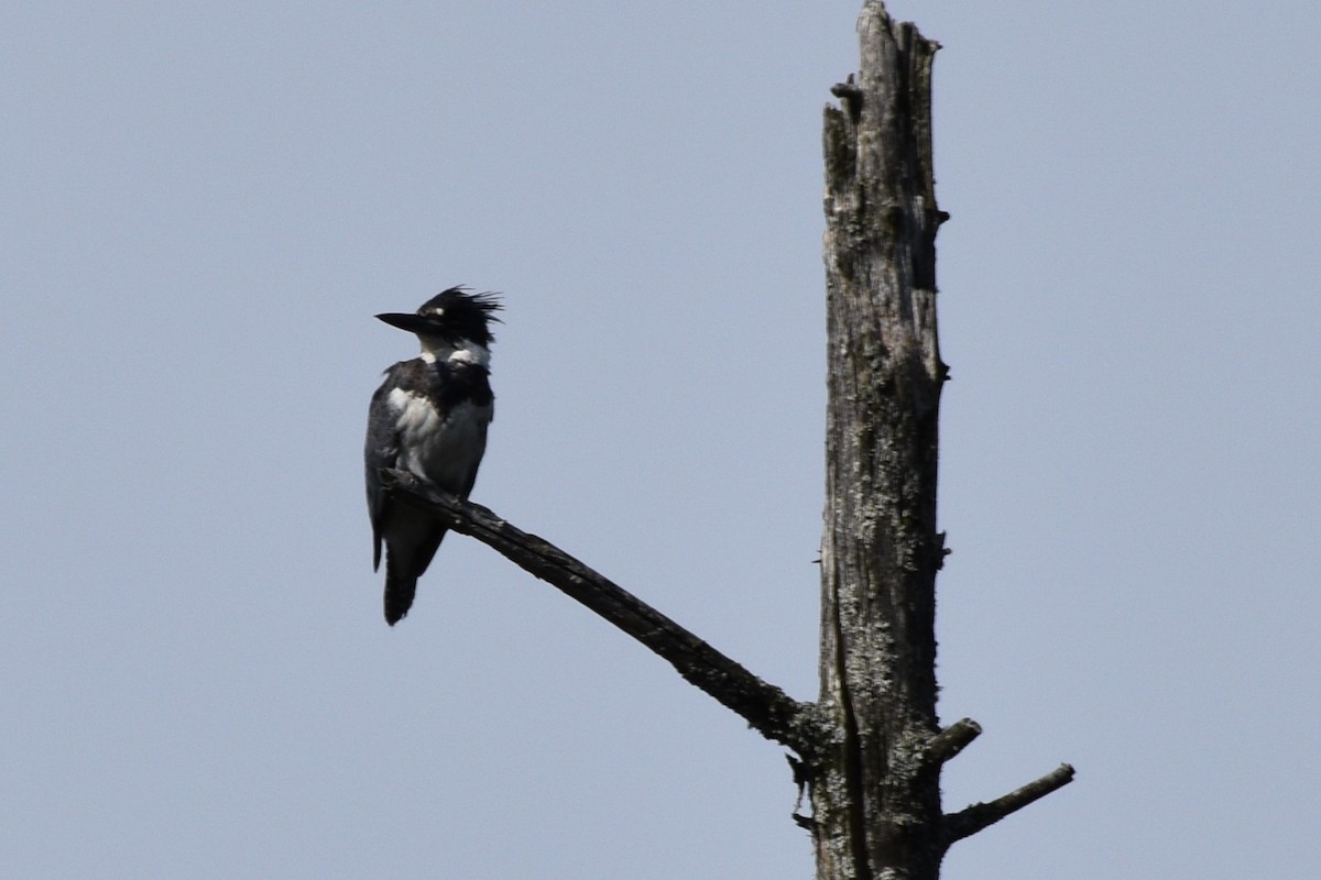 Belted Kingfisher - ML620066559