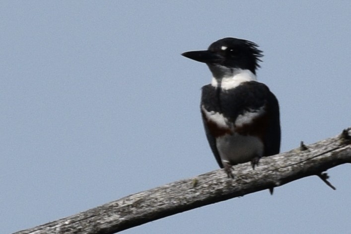 Belted Kingfisher - ML620066560