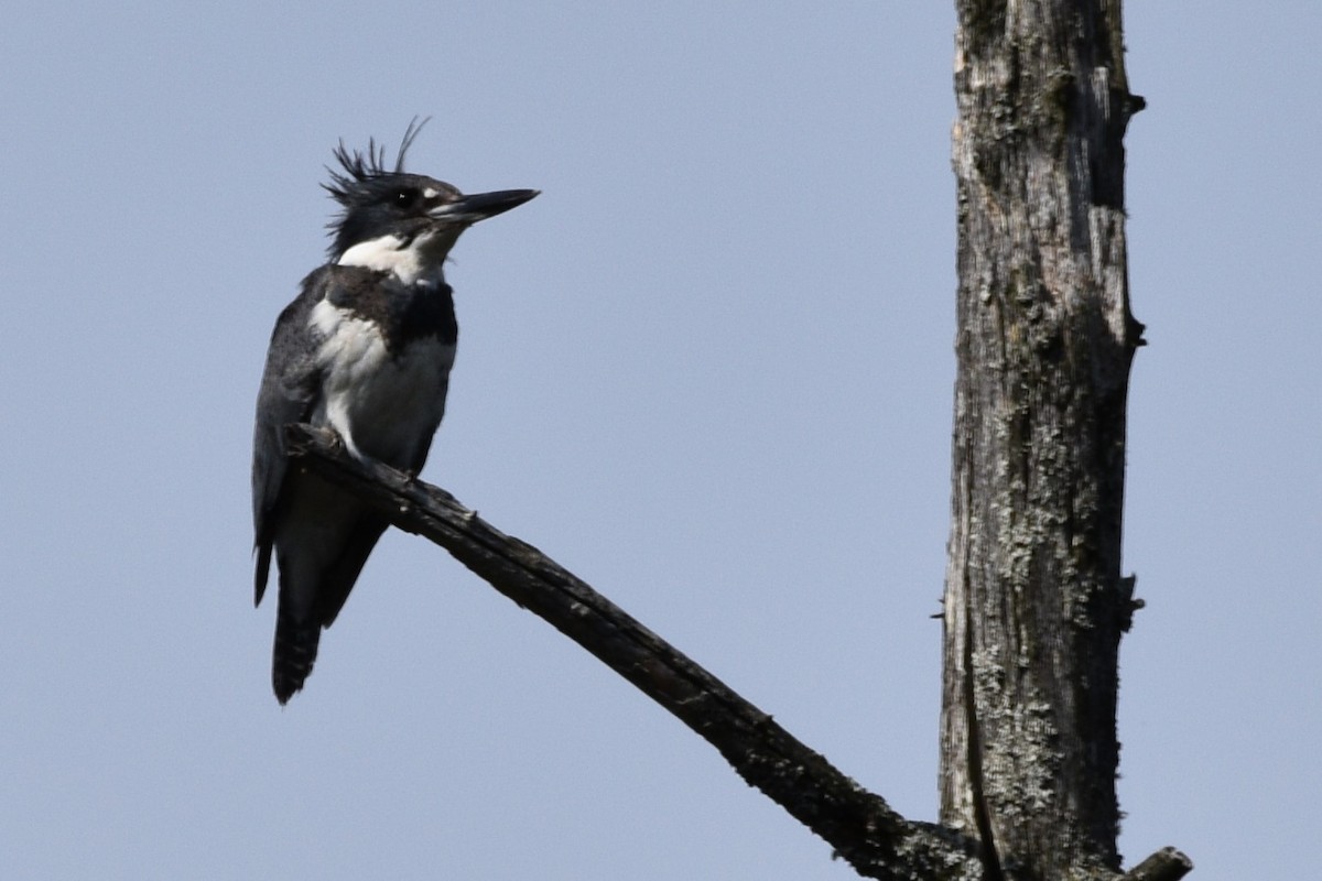 Belted Kingfisher - ML620066561