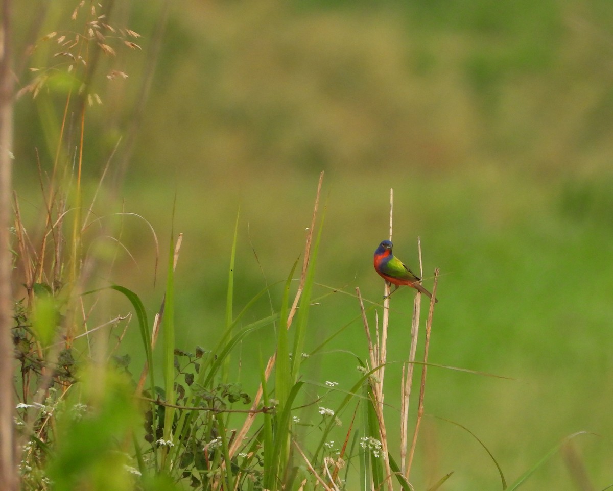 Painted Bunting - ML620066570