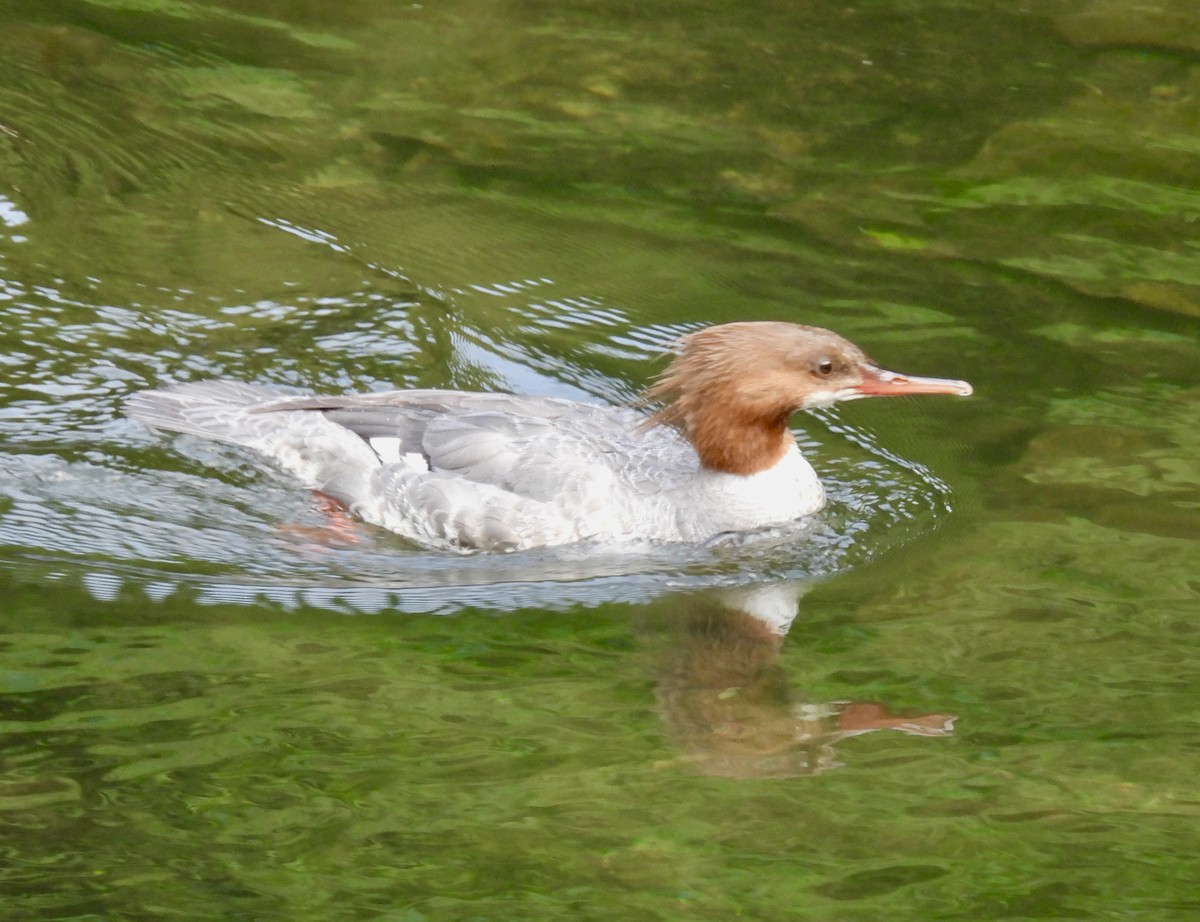 Common Merganser - ML620066580