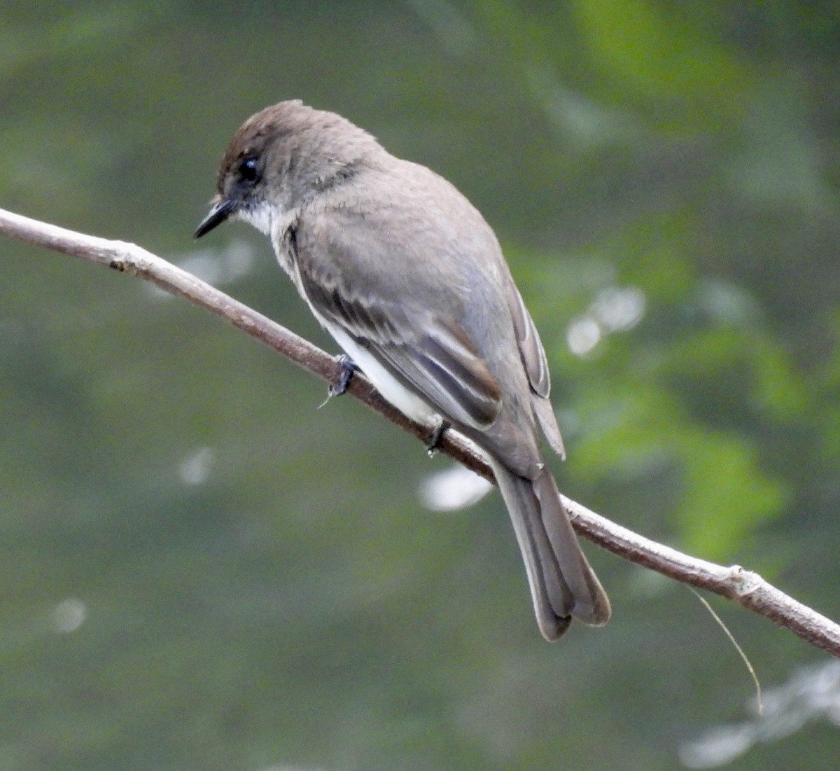 Eastern Phoebe - ML620066591