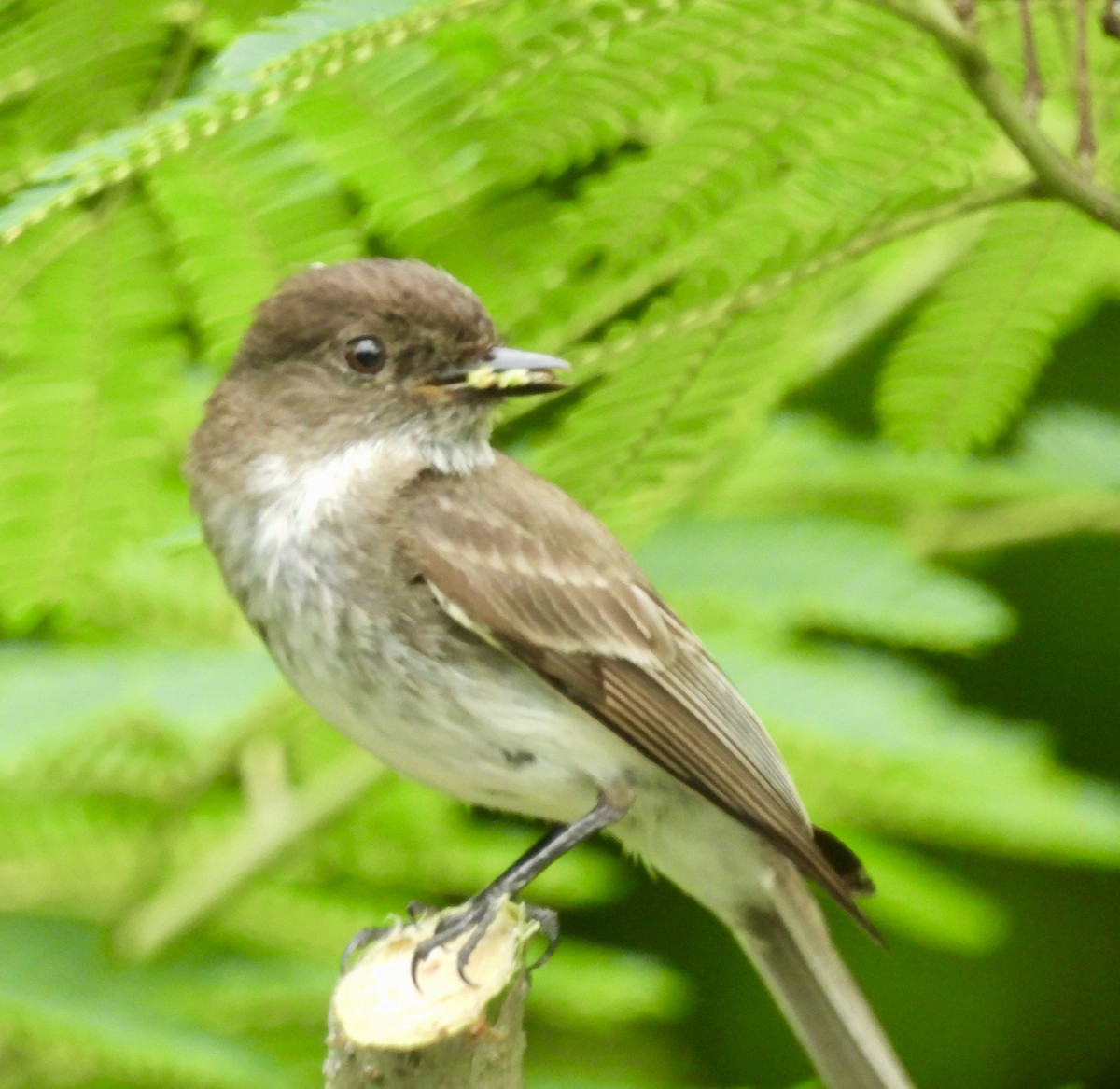 Eastern Phoebe - ML620066592