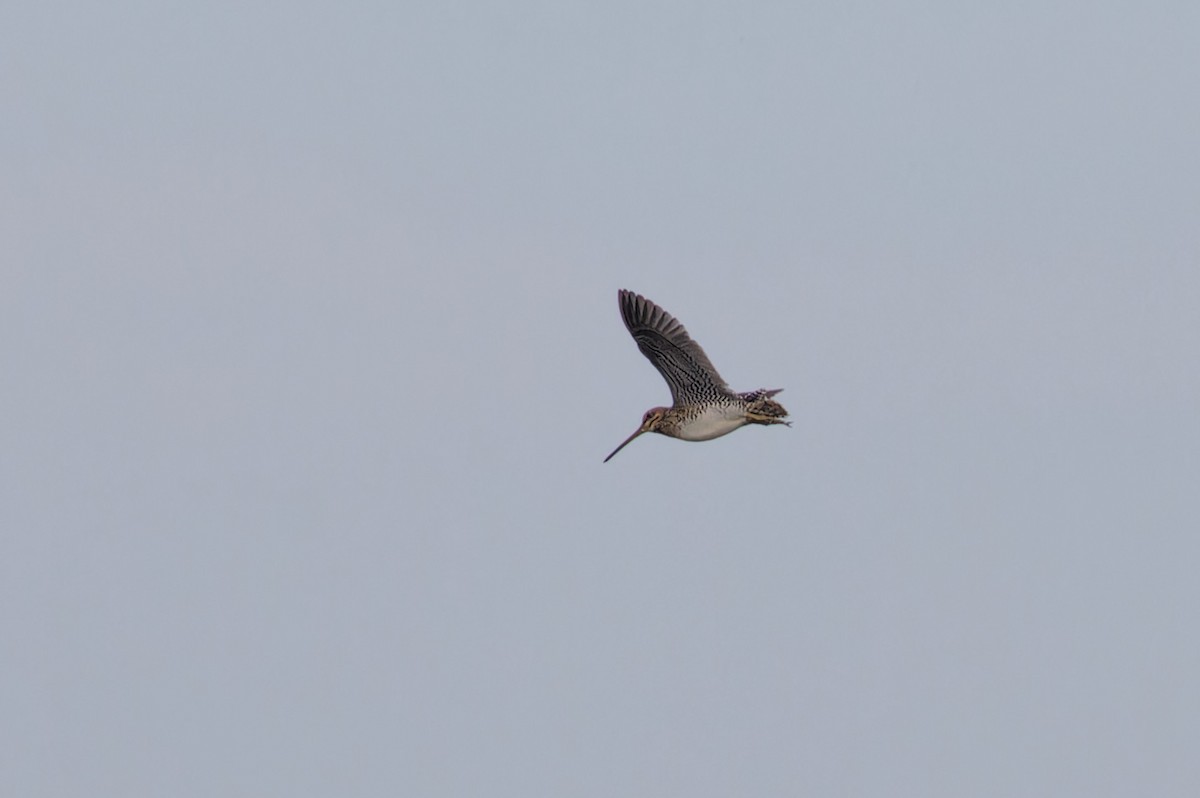 Wilson's Snipe - ML620066599