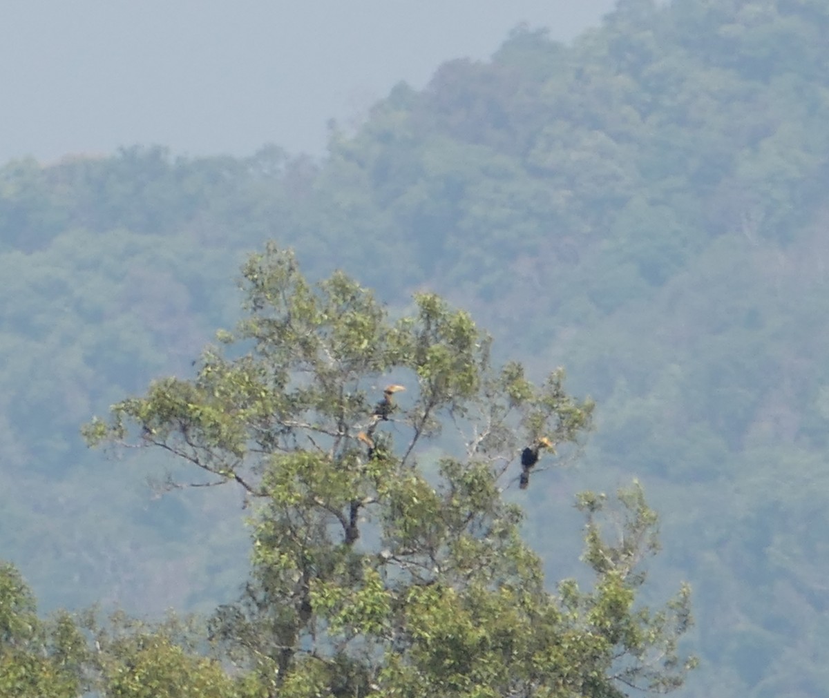 Great Hornbill - ML620066635