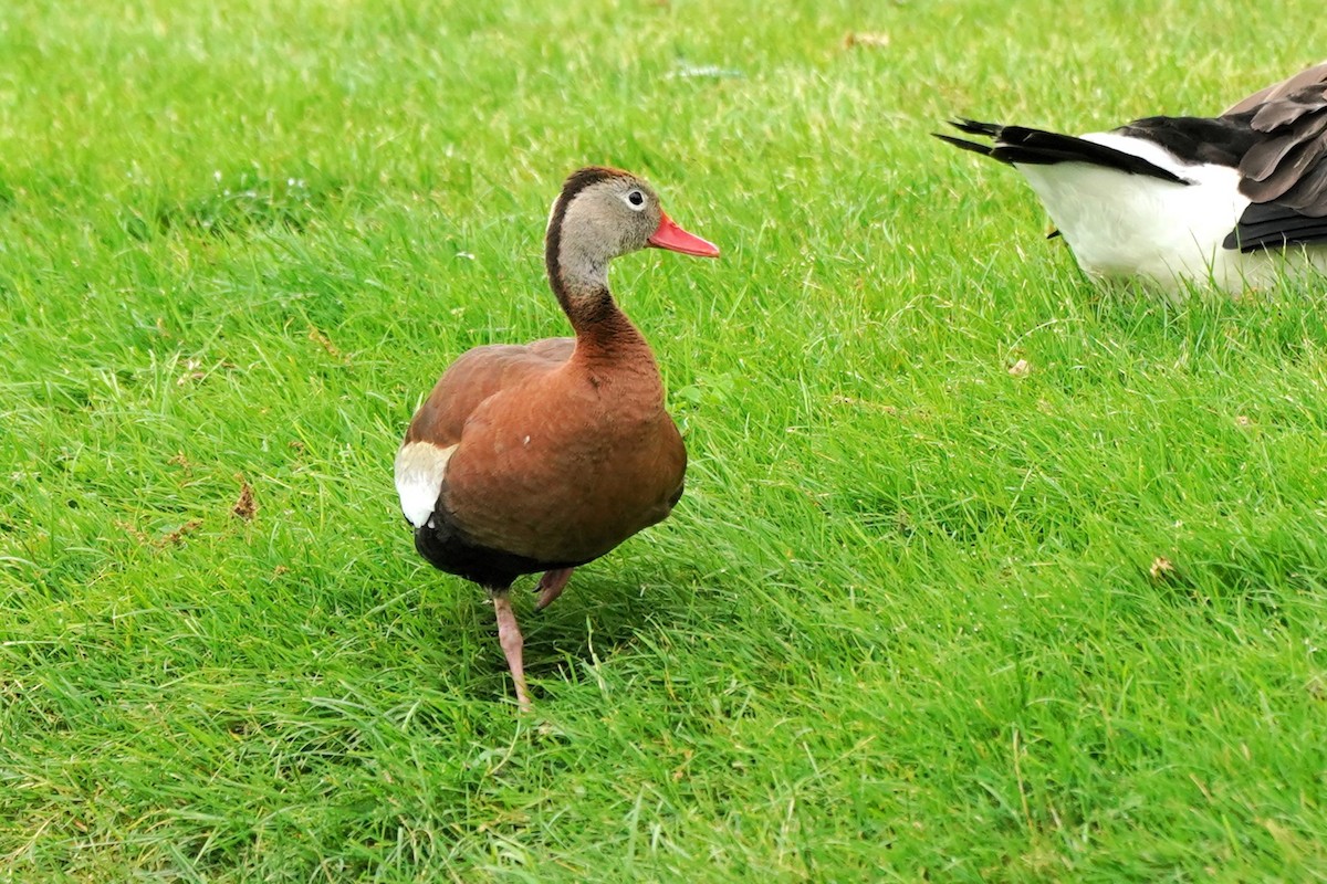 Black-bellied Whistling-Duck - ML620066654