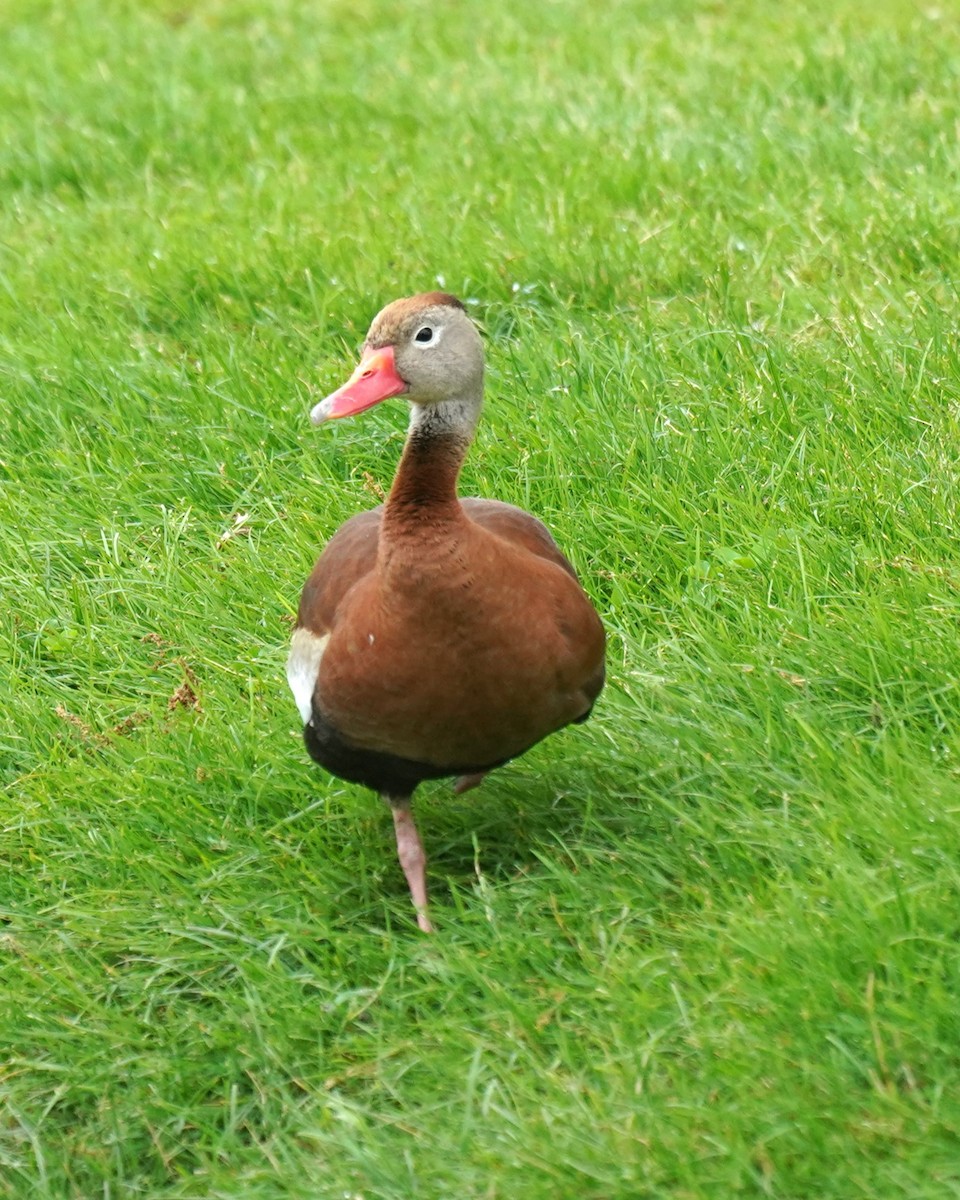 Black-bellied Whistling-Duck - ML620066655