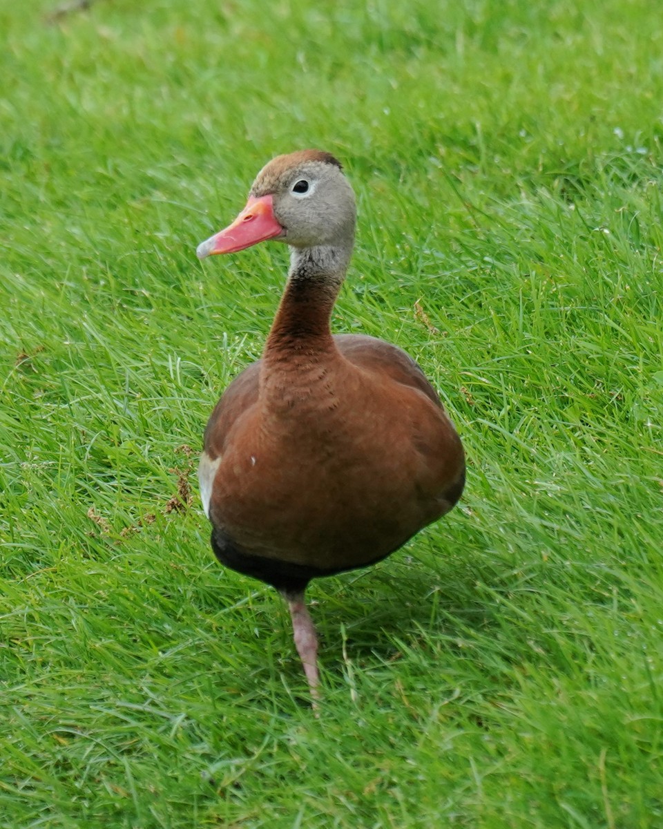 Dendrocygne à ventre noir - ML620066658