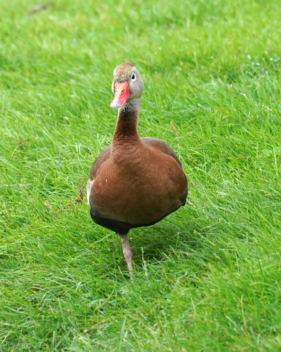 Black-bellied Whistling-Duck - ML620066659