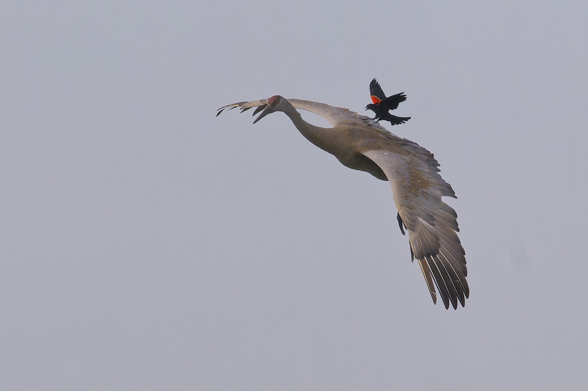 Sandhill Crane - ML620066666