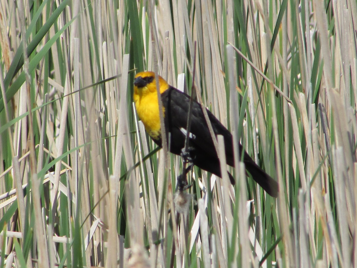 Yellow-headed Blackbird - ML620066711