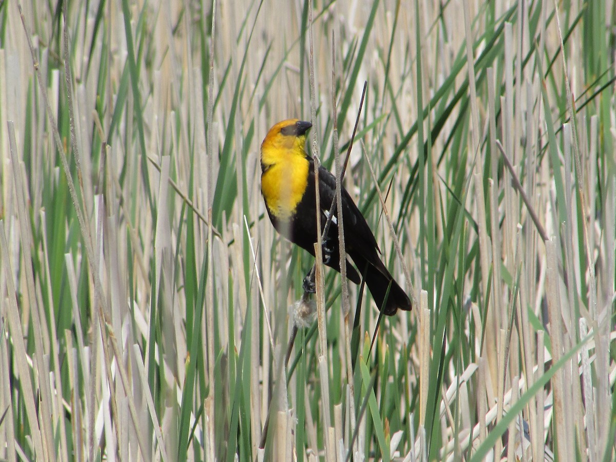 Yellow-headed Blackbird - ML620066712