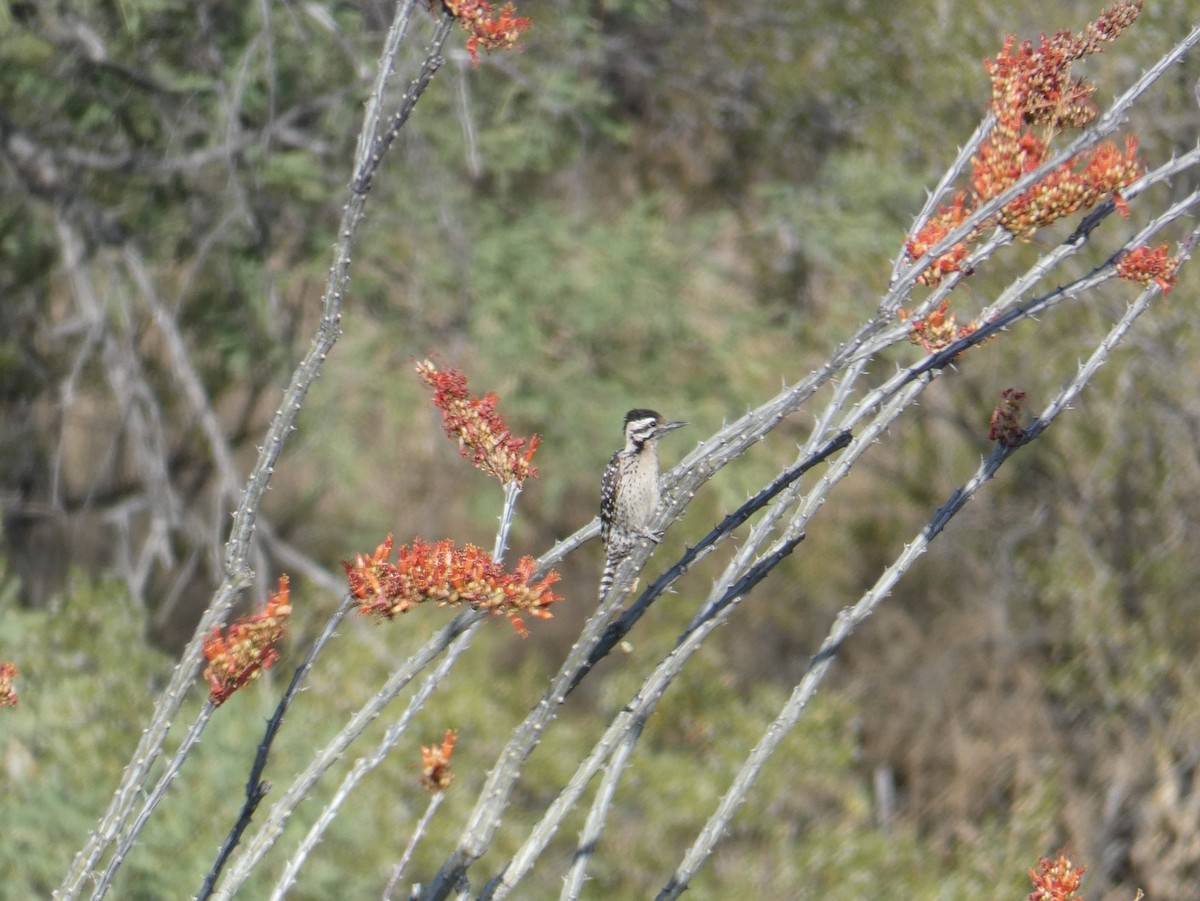 Ladder-backed Woodpecker - ML620066716