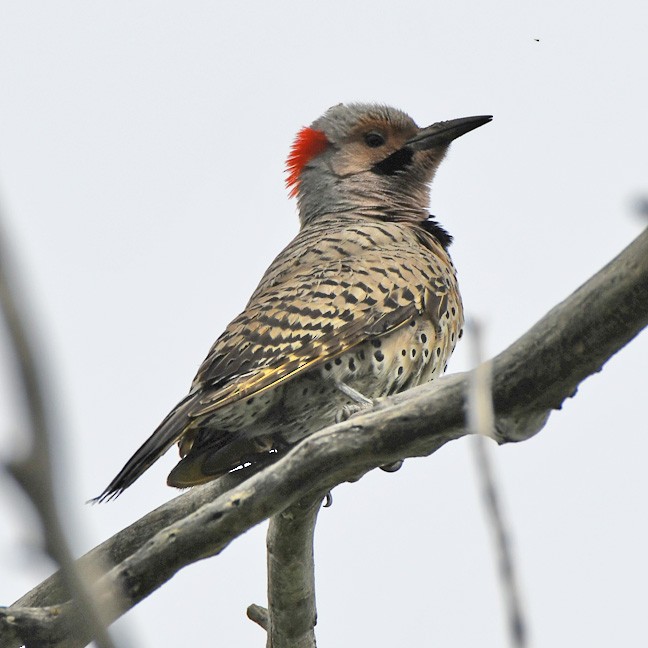 Northern Flicker (Yellow-shafted) - ML620066728