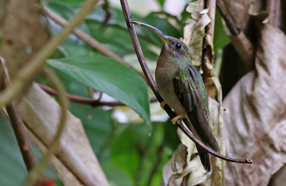 kolibřík ryšavoocasý - ML620066737