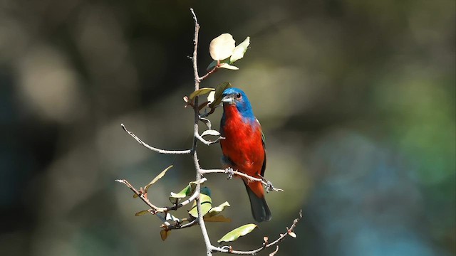 Painted Bunting - ML620066744