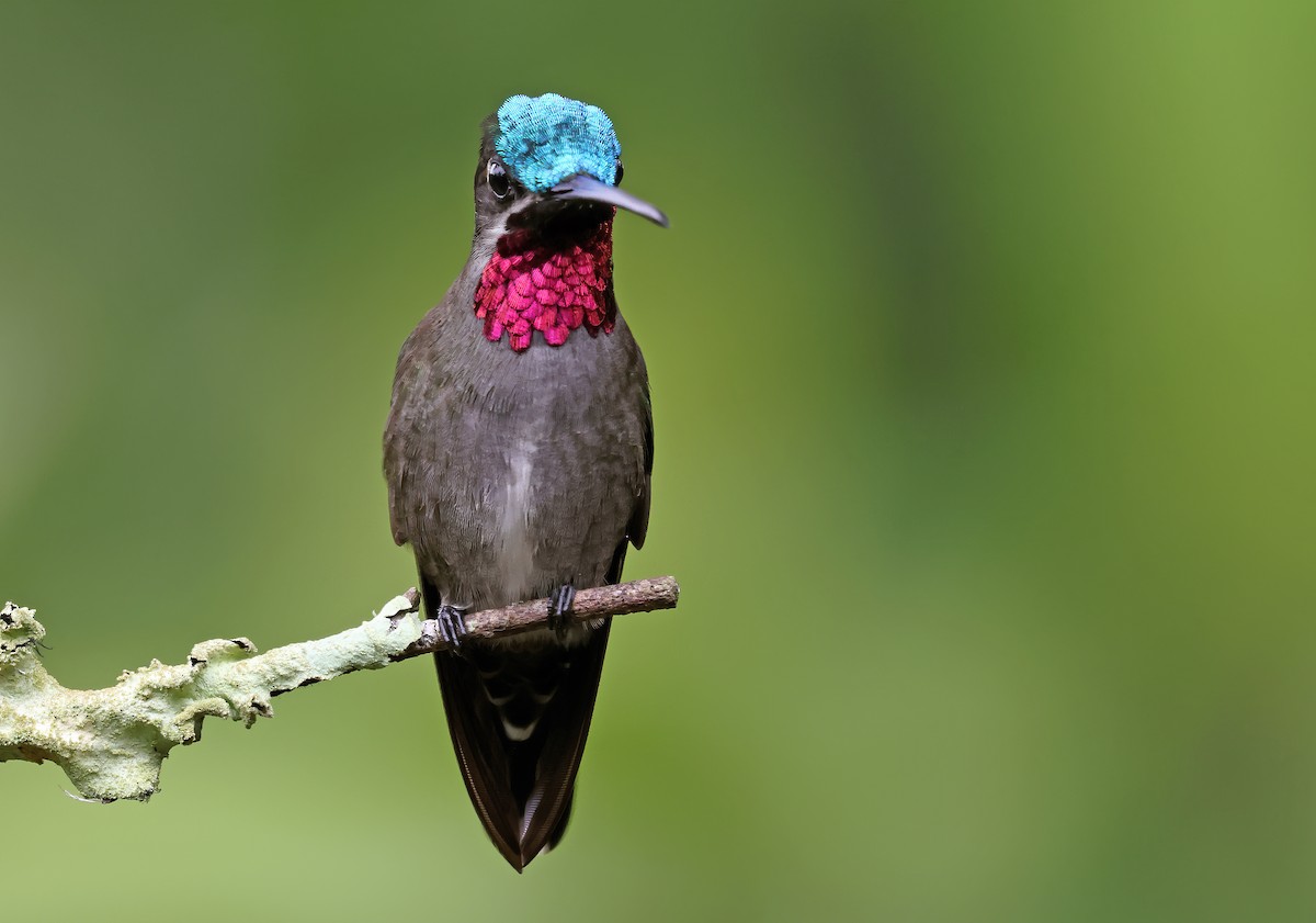 Long-billed Starthroat - ML620066751