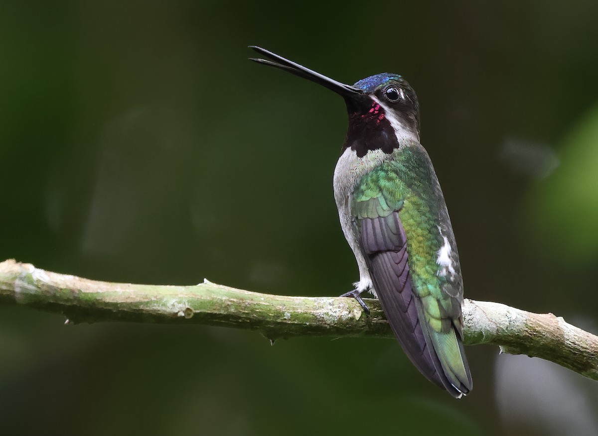 Long-billed Starthroat - ML620066756