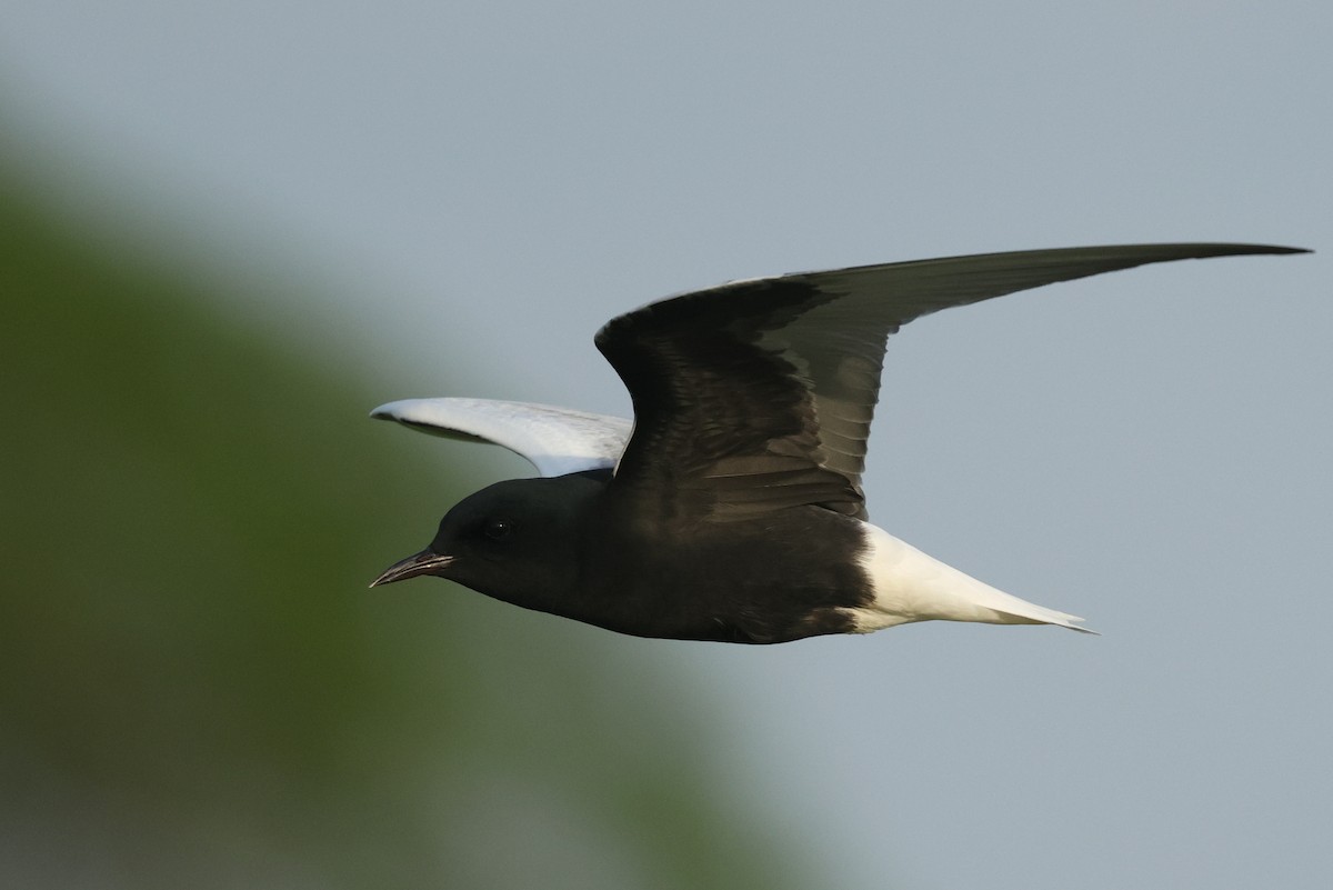 白翅黑燕鷗 - ML620066762