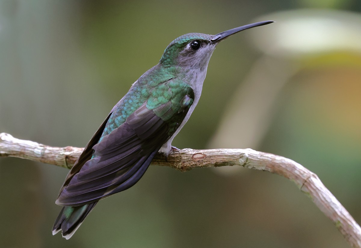 Colibrí Pechigrís - ML620066763