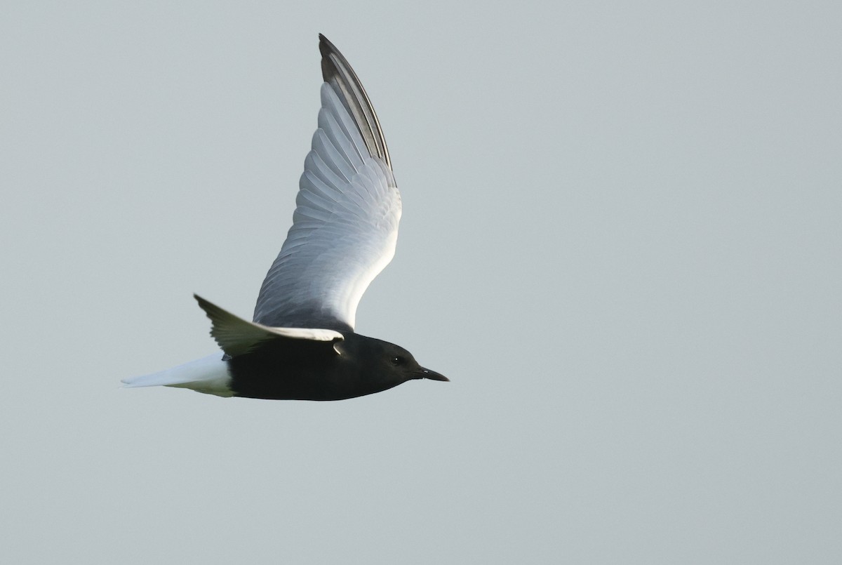 White-winged Tern - ML620066766