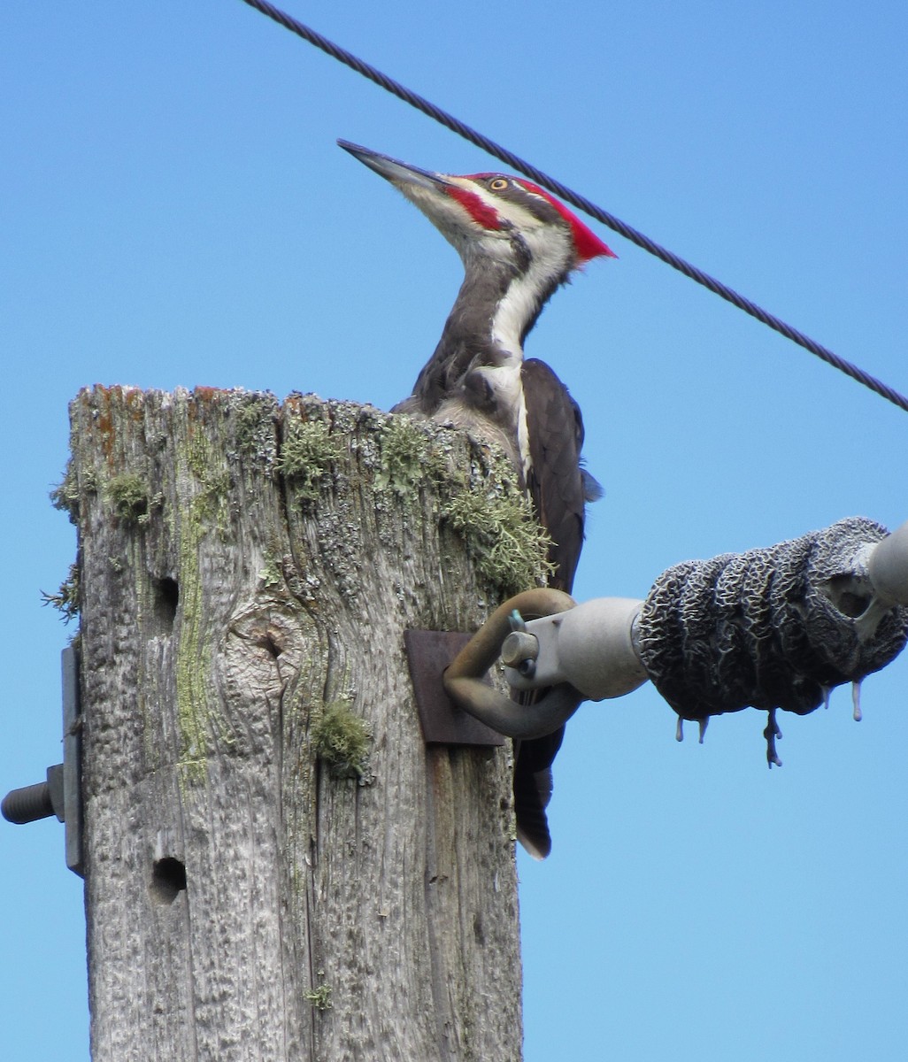 Pileated Woodpecker - ML620066770
