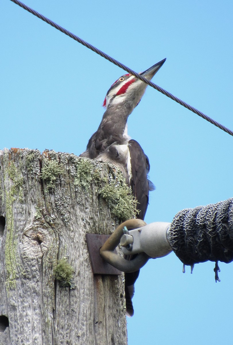 Pileated Woodpecker - ML620066772