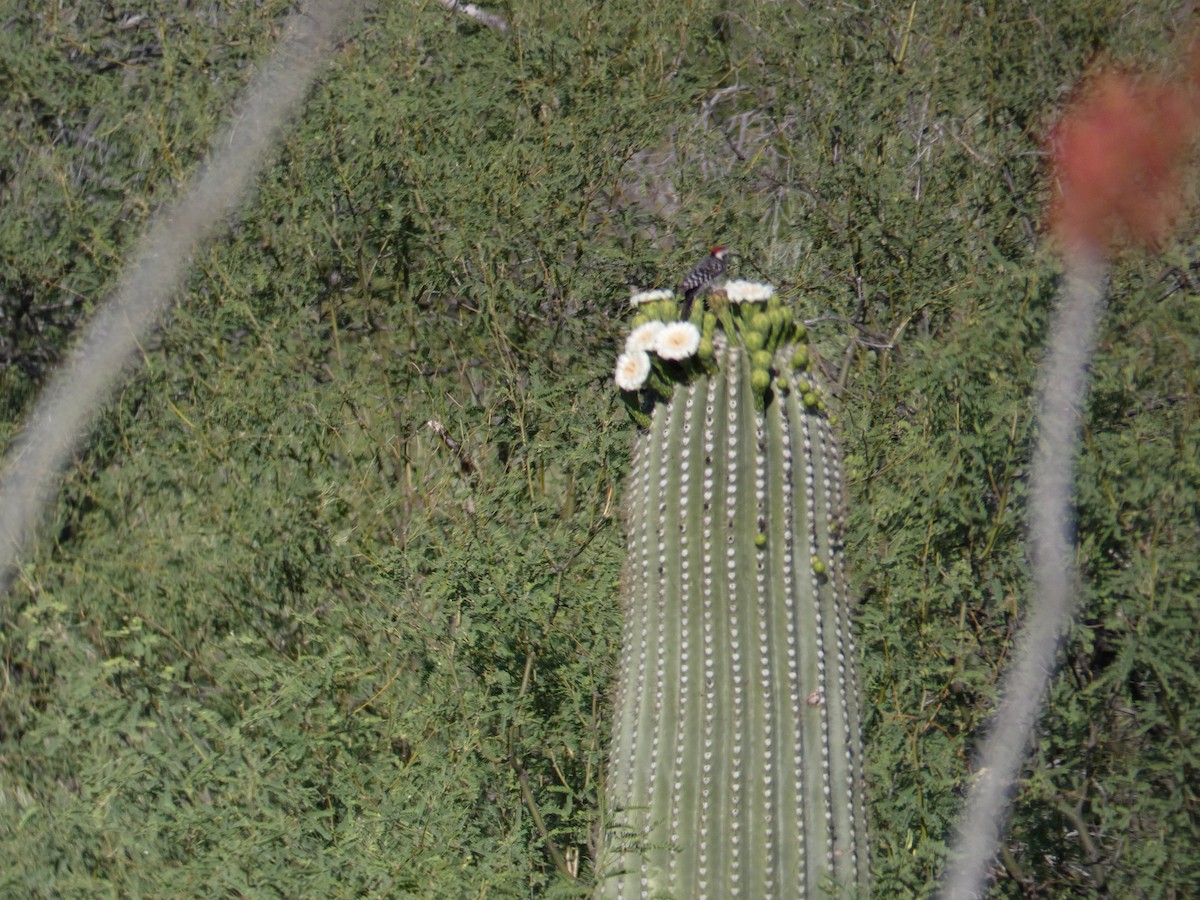 Ladder-backed Woodpecker - ML620066775