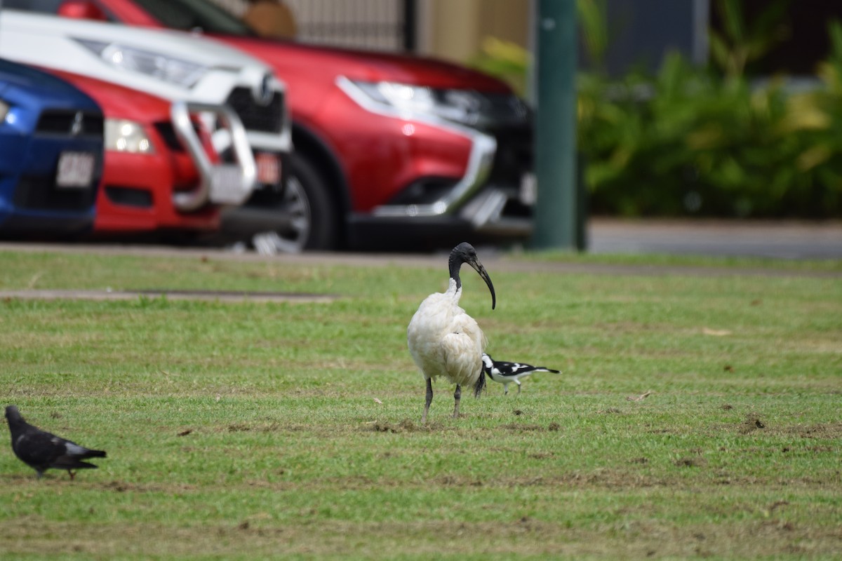 ibis australský - ML620066791