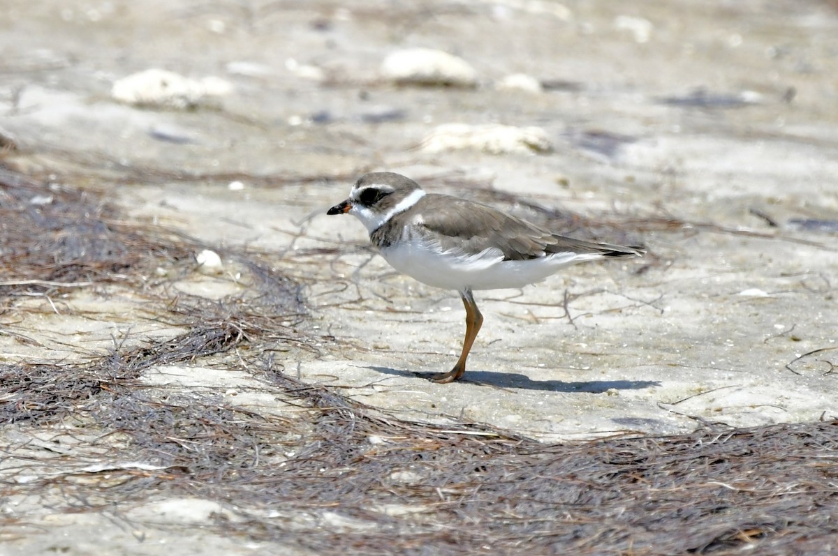 Semipalmated Plover - ML620066824