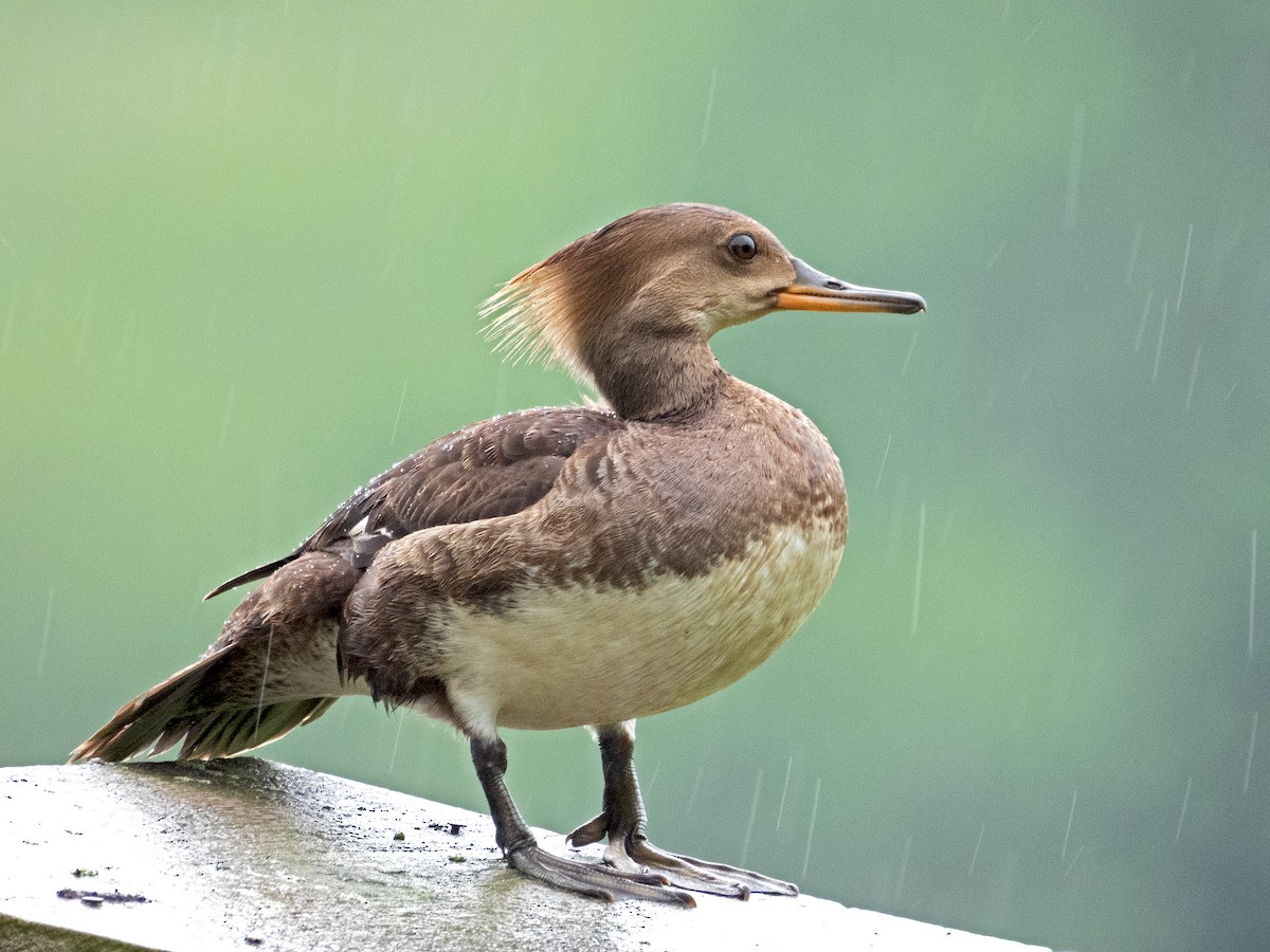 Hooded Merganser - ML620066835