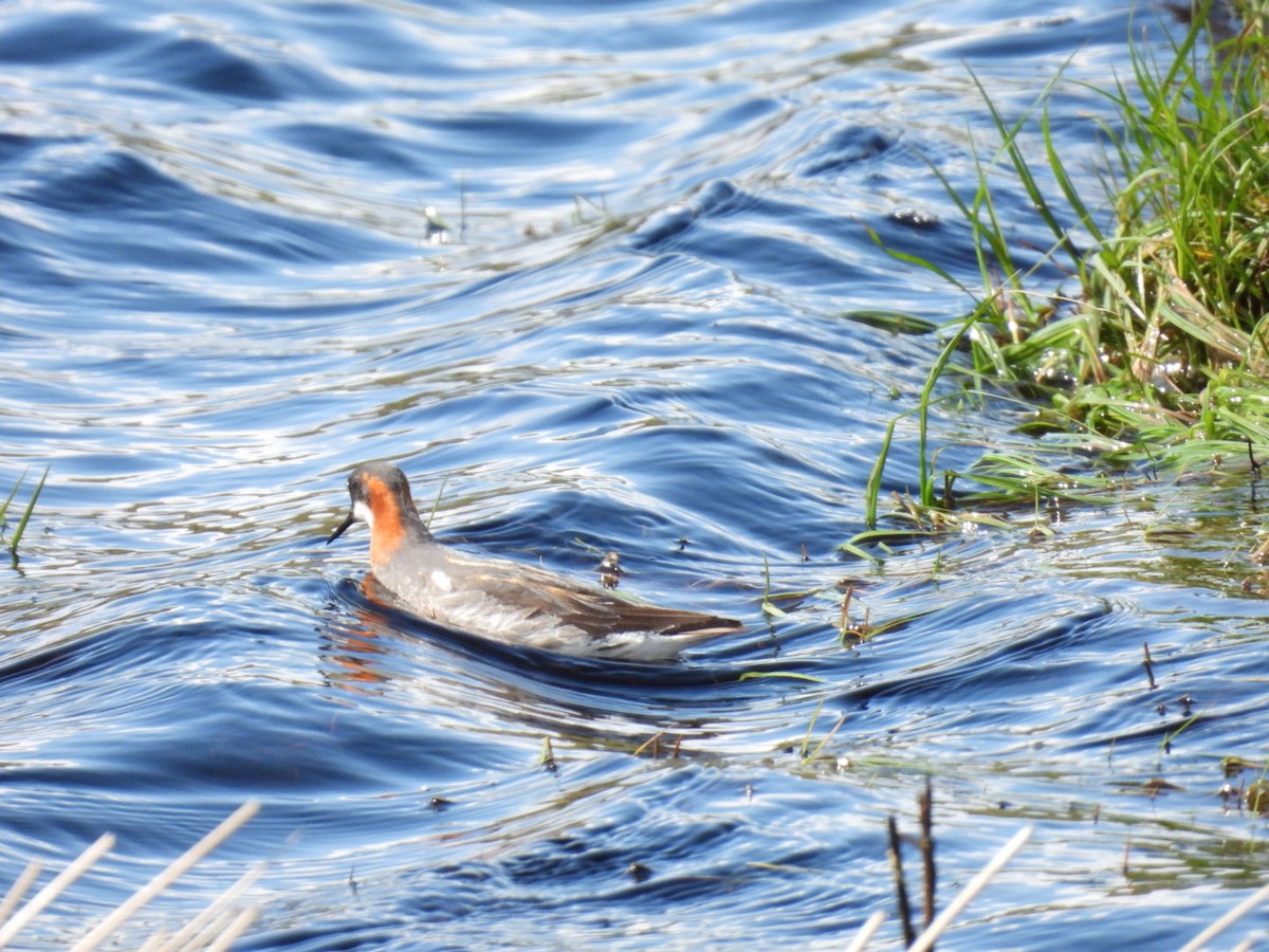 Red-necked Phalarope - ML620066841