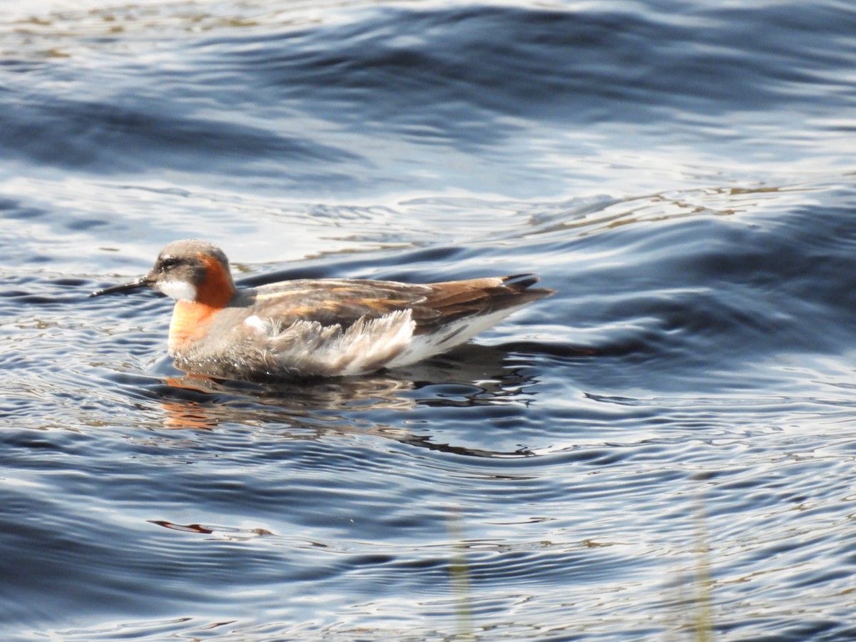 Red-necked Phalarope - ML620066842