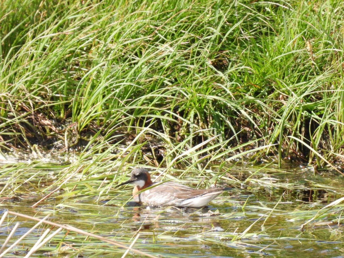 Red-necked Phalarope - ML620066845