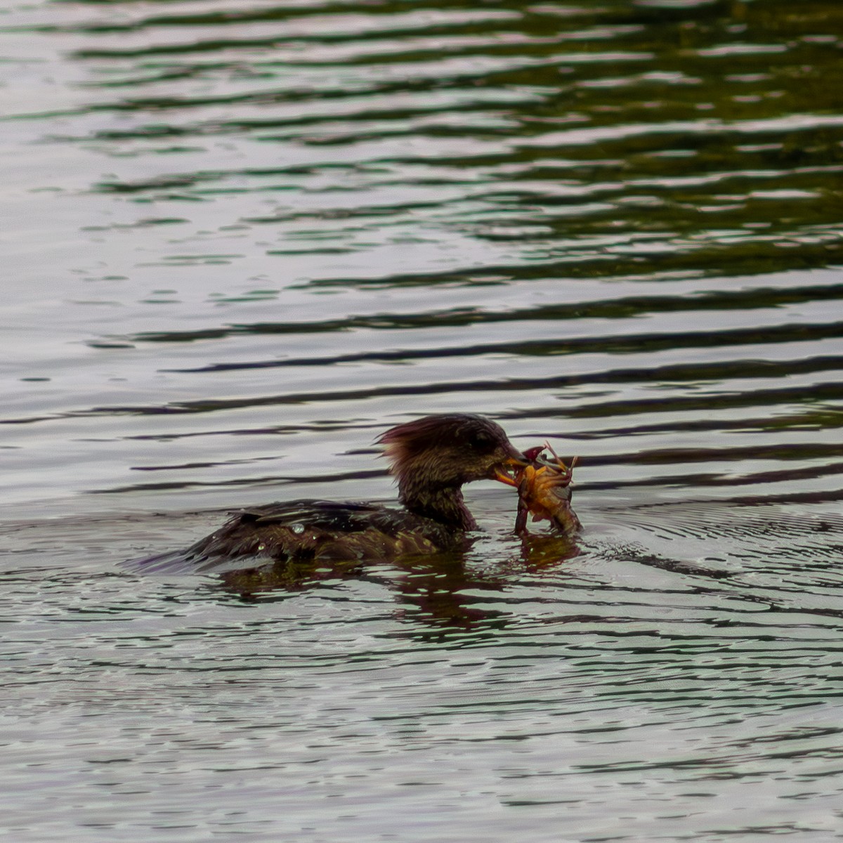 Hooded Merganser - ML620066847