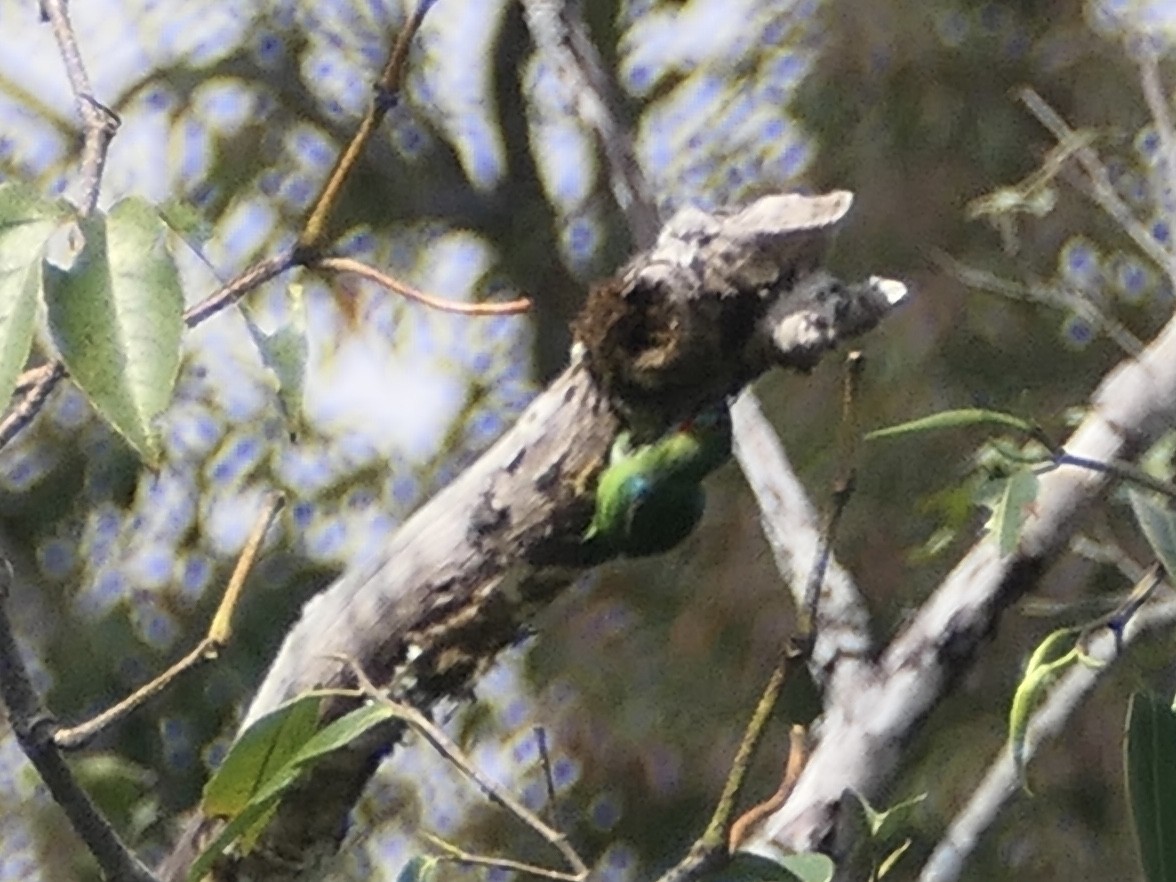 barbet modrouchý - ML620066851