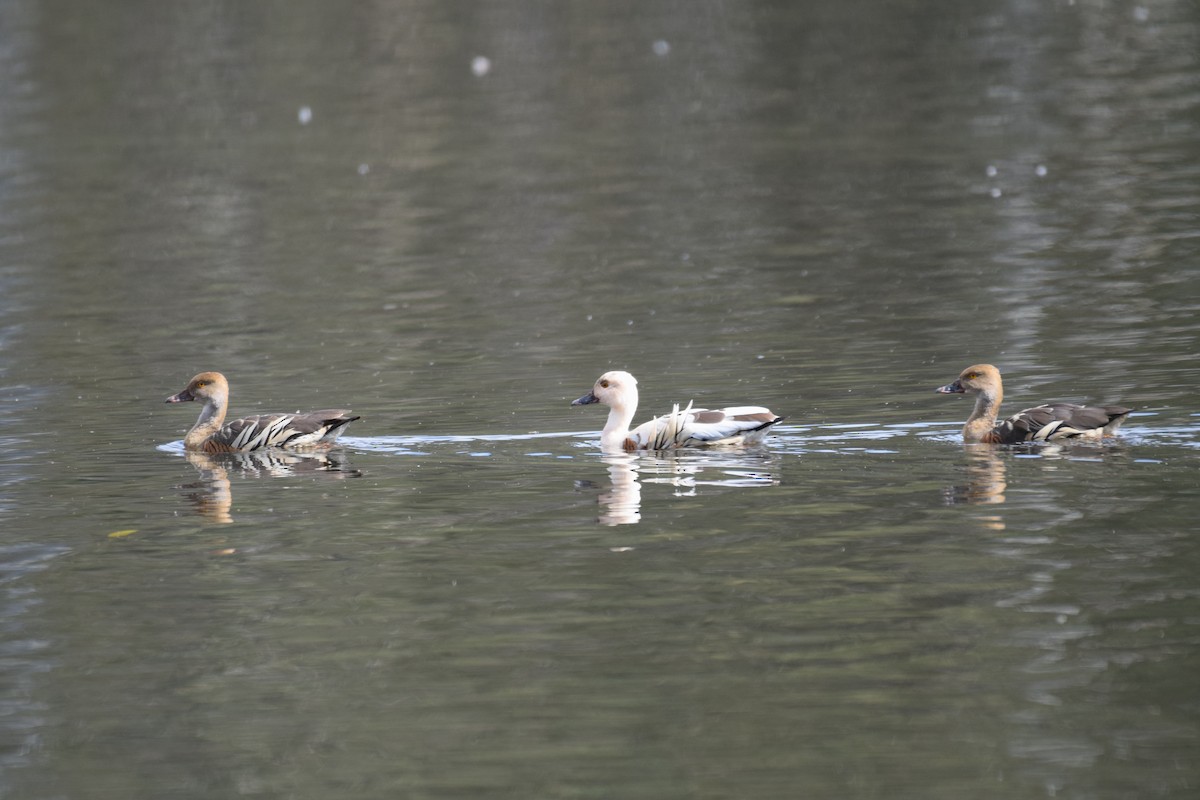 Plumed Whistling-Duck - ML620066857