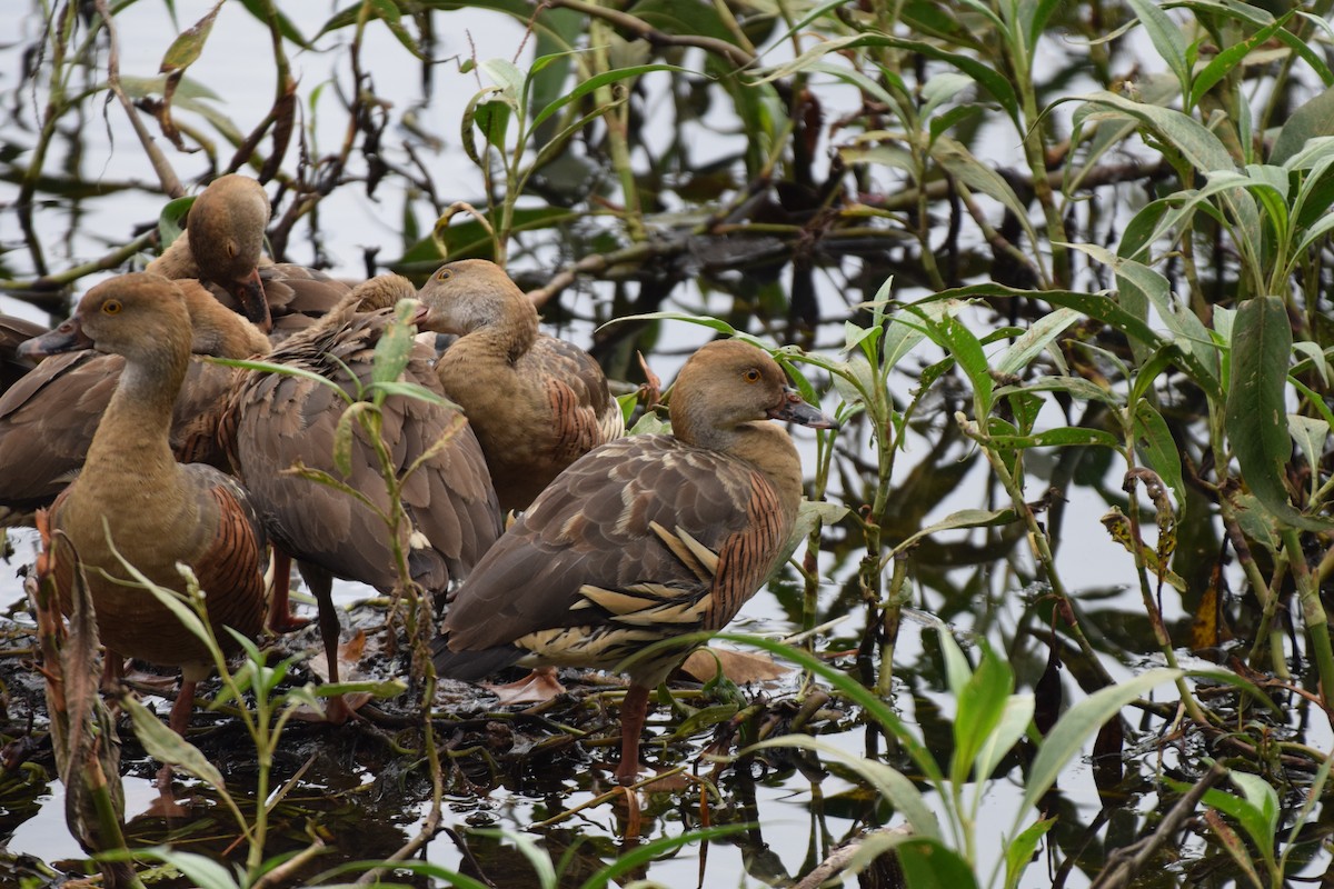 Plumed Whistling-Duck - ML620066861