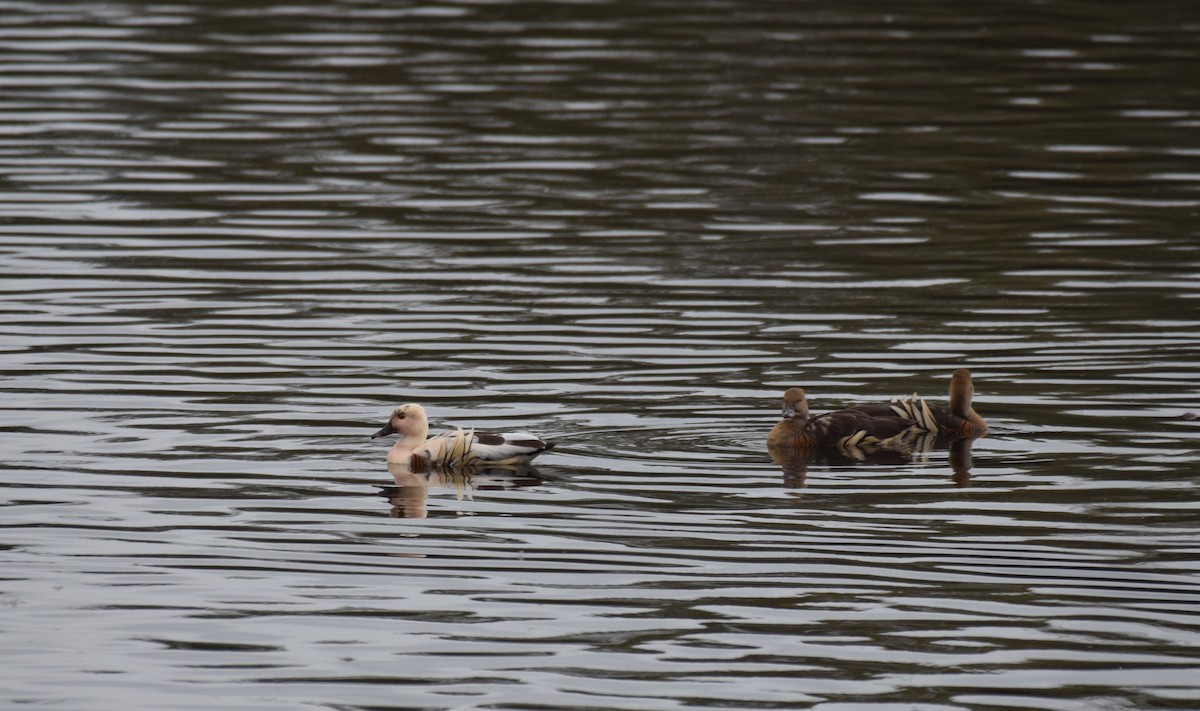 Plumed Whistling-Duck - ML620066862